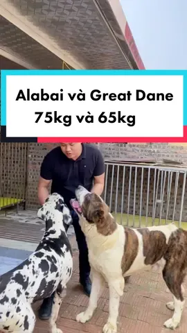 Cặp đôi Alabai và Great Dan khổng lồ#alabai #alabaidog #greatdane #daudaupet #duydaudau #alabaidogvietnam #thucung 