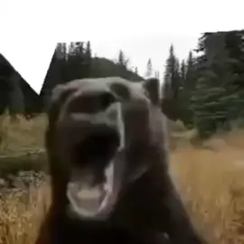 #fyp #meme #bear 