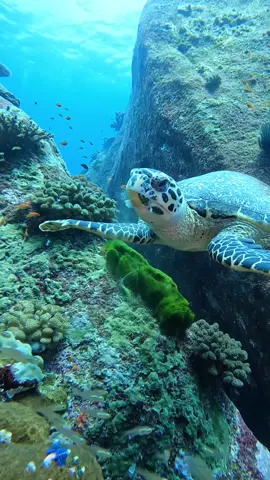 The ultimate way to see underwater world at Similan Islands 🐠 ⠀ 📍 Similan Islands ⠀ 📸: nilsawit ⠀ Share your adventures with us #phuketist ⠀ #phuket #diving #underwater #divingthailand #explorephuket #thailandia #пхукет #islandlife #vacation #ประเทศไทย #ภูเก็ต #similan #タイ