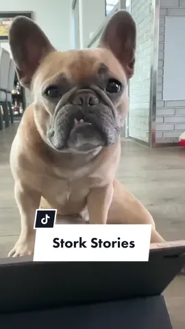Quick tell everyone. The truth needs to be heard! #stork #baby #pregnancy #pregnant #newborn #anatomy #teef #dogparents #frenchbulldog #dogdad #school #education #learnwithme cred @jasonbankscomedy @somefrenchienamedapollo @somefrenchienamedapollo 