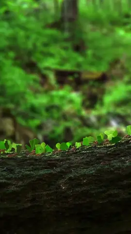 Many leafcutter ants carrying leaves on a dry tree trunk