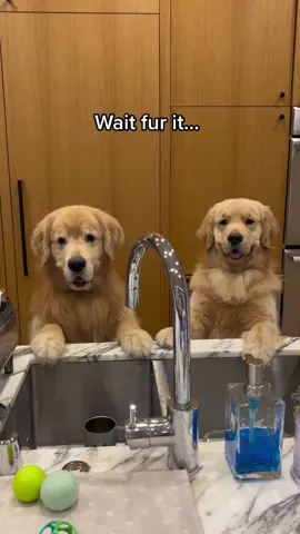 Name a more handsome duo.. we’ll wait. 😏 #cutedogs #dogsoftiktok #goldenretriever #fluffy #ilovemydog 