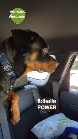 #Vader #CapCut #doglover #rottweilersoftiktok #animallover #rotty #vaderdog #dogsoftiktokviral🐶🦮 #dogsoftiktokviral #follaw_me #perrihijos❤️🐶 #momofdogs 