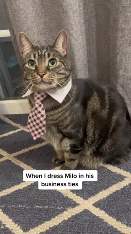 He has important business meetings to attend #foryou #foryoupage #lol #comedy #viral #cats #catsoftiktok 