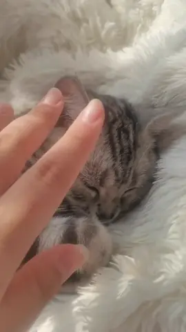 #cat #catsoftiktok I love you 🥰🥰😍