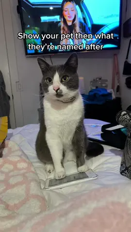 my posty #posty #postmalone #capcut #cattoker #cattok  