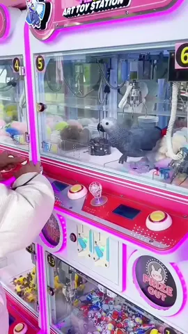 Oh,I am a winner🤣🤣#pet #parrot #cute #funny #fyp 