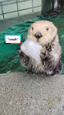 Hello. #Day154 of #otter. Some ice breaking 🧊🦦. Bye. #ottersoftiktok #ottertok #seaotter #ice #swimming #fy #mmd #seaottertok Video is from Instagram: @rnaqua Go and check her out! 