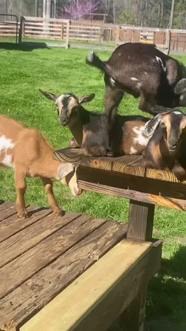 Sunday vibes! #goatsoftiktok #babygoatsoftiktok #baby #goats #animal #farmlife 