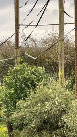 Twycross Zoo - Agile Gibbon #monkeybusiness #twycrosszoo #agilegibbon #swing #gibbonsgotskills 