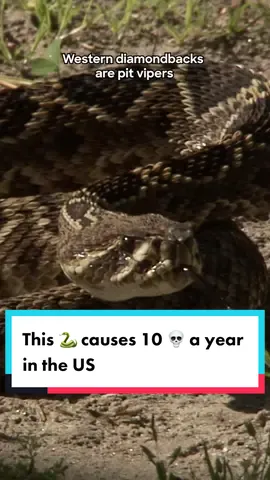 A group of rattlesnakes is called a rhumba🐍💃🏼 #nakedandafraid #snake #wildlife 