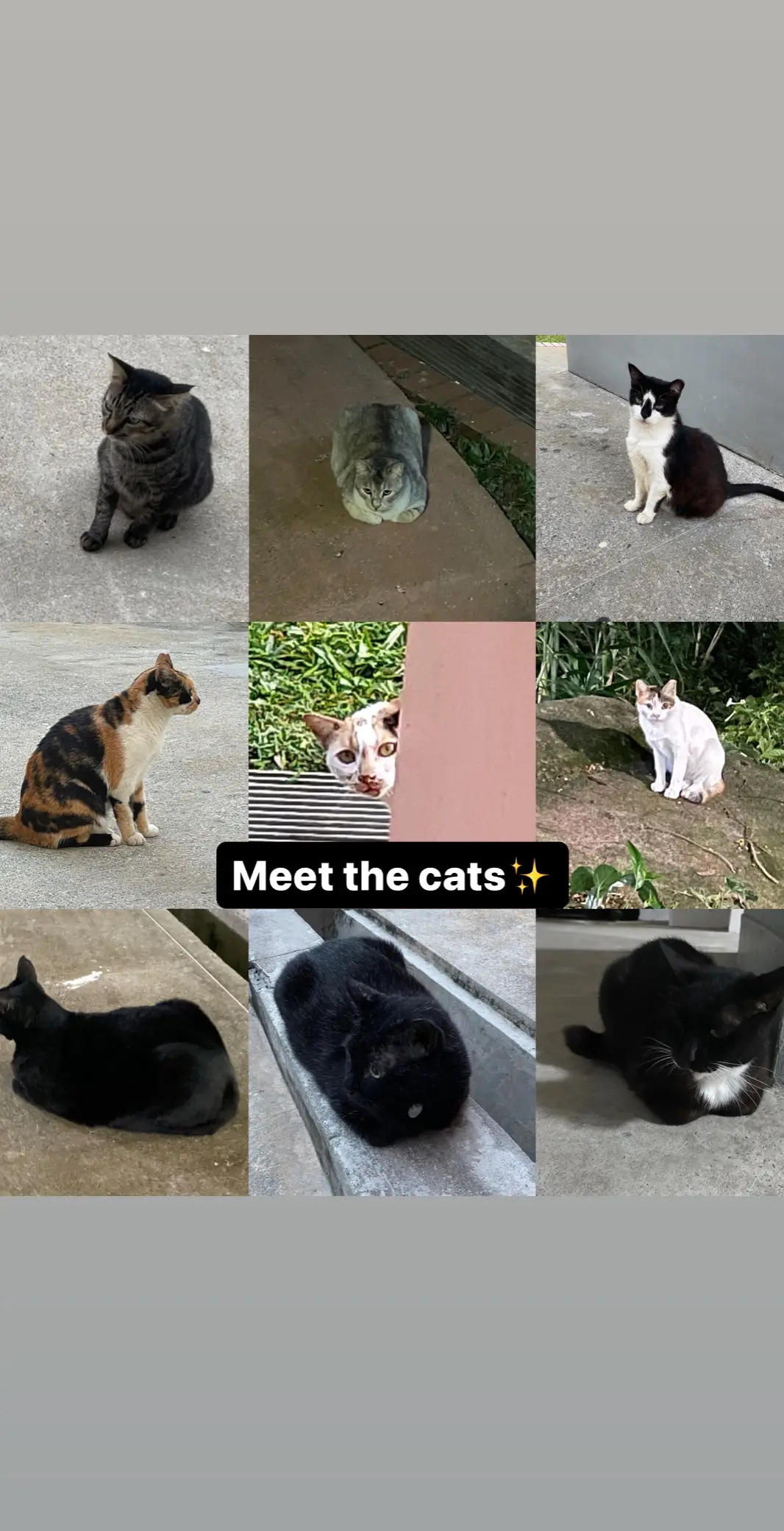 meet the other cats! I’ve seen more but these r the ones i have photos of #tiktoksg #calico #chonkycat #cat #fyp 