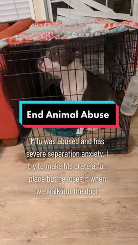 This is just the beginning stage. it escalates until he has a full blown barking, howling, crying meltdown. He licks his crate so much there's rust on the floor. We give him treats, lick mats, stuffed kongs, medication, CBD, something with our scent, leave the light and TV on, etc. It breaks my heart to leave him. I'm disabled so I'm home with him most of the time but I'll be going out of town to the Dr again soon. I hate this for him. #dogsoftiktok #dog #pitbullsoftiktok #pitbull #fyp #abuseddog #amstaff  #abuseddoginthepast #abuseddogsarenotbroken #anxiousdog #separationanxiety #fearfuldog #foryou 