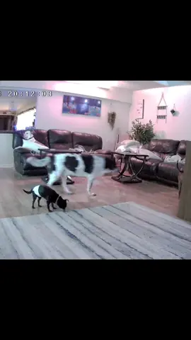 The 7 minutes of destruction. I wish the original video had sound, sadly it didn’t.  #missionpillow #missionimpossible #daisy #pitbulllove #coco #einy #harley #ReadySetLift 