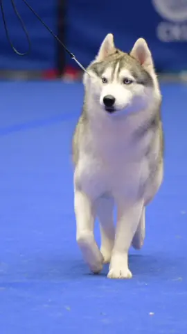 Mọi người thích giống chó nào #dog #dogs #thucung #thucungvuinhon #xuhuong #xuhuongtiktok 