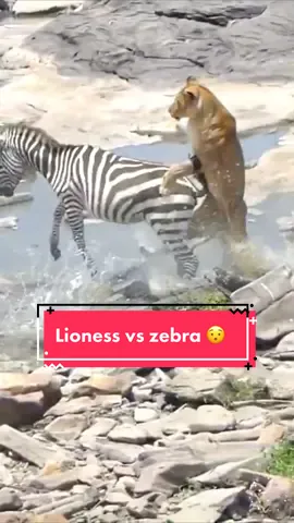 Lioness vs zebra 😯 what a fight! (Credit: @quinhan111)  #wildlife #nature #travel #wildanimals #wilderness #wildlifephotography #zebra #lioness #animalattacks 