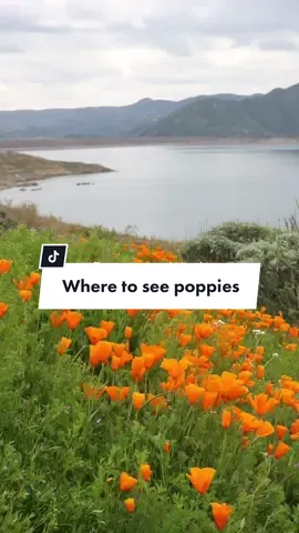 If you’re hoping to catch this stunning display of wildflowers please make sure you practice responsible tourism and respect the signs. ✨ Where to find these fields: 📍Wildflower Trail at Diamond Valley Lake  Hemet, CA (1.5 drive from San Diego) 2.1 Mile Loop Hours: Wed-Sun 5:45am - 5:00pm (No entrance after 4:00pm) Rates: $11 for parking + $4 per person trail fee 🧡please stay on the trails 🧡don’t pick or walk on the flowers 🧡no pets permitted #superbloom #california #wildflowers #californiapoppy #sandiego #hemet #hikecalifornia #visitcalifornia #travelcalifornia 