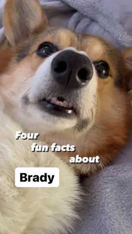 Just for interesting facts of money with this guy 😊 which is your favorite? #corgi #cutedog #corgination #corgilife #dogs 