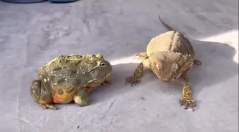 #frog#frogs#frogsoftiktok#froggies#phrog#animals#animalsoftiktok#monkeyfrog#frogspawn#spawn#pet#petfrog#amphibians#reptile#bug#bugs#froggy#frogsontiktok#dumpy#dumpytreefrog#dumpytreefrogs#frogsoundchallange#frogsong#exoticpets #toad#toads#toadsoftiktok#tadpoles#frogeggs#budgettsfrog#pacmanfrog#rainfrog#milkfrog#pixiefrog#bullfrog#bullfrogs#glassfrog#greenfrog#hornedfrog#ribbit#creek#water#stream#river#lake#pond#bog#nature#africanbullfrog#africanbullfrogs#fyp#funny#lol#asmr#funny#justin#selena#hailey#fypシ #fypシ゚viral #cute#lol#animals#funnyanimals#animals#mukbang#asmr 