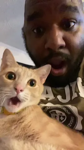 #stitch with @cheloper2 took dark humor to a whole next level! #cat #cats #pet #pets #catsoftiktok #PetsOfTikTok  