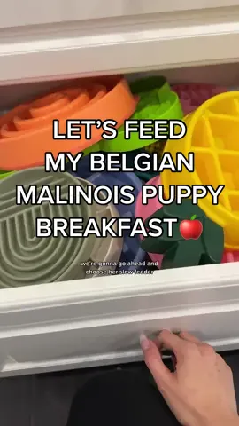 Let’s feed my Belgian Malinois puppy some breakfast🍎✨ #dogfoodrecipe #dogfeedingroutine #dog 