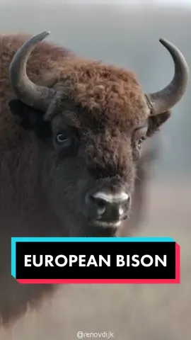 European Bison 🦬 The Biggest Land Animal In Europe  #europeanbison #bison #bisonlover #bisons #bisonnation 