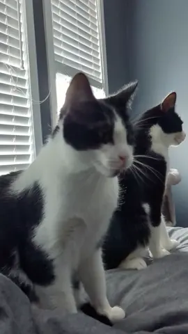 Cat chatter #funnycat #tuxedocat #catsoftiktok #cats #funnypets #beautifulcat #fyp #trending 
