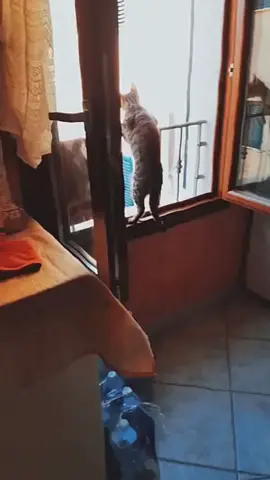 Dont judge … maybe this cat is part of neighborhood security watch 😉😆#tiktokfunnyvideos #tiktokfunny #humor #funny #foryoupage   #funnytiktok #laugh  #humortiktok #funnytiktok #cleanhumor #fypシ゚viral #fypage #funnyvideos  and #momover50 #fypシ #cantstoplaughing 