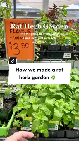Replying to @LEVIATHAN the entire project came from @Bunnings 🥰  #ratherbgarden #ratenrichmentideas #diyratenrichment #canratseatherbs #ratforagingideas 