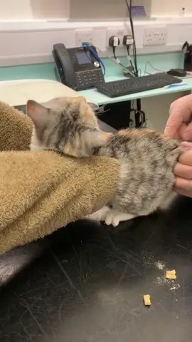 Cats get vaccinated #shorts #fypシ #angrycats #angrycatsx 