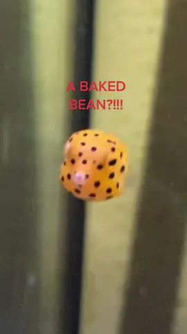 peabody = a baked bean #peabodytheboxfish #picklesthecowfish 