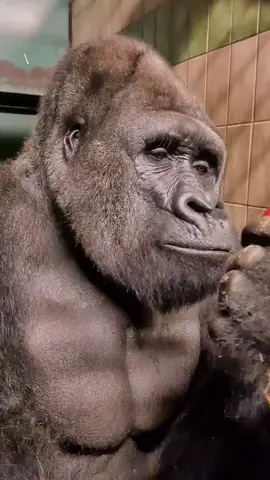 Sebentar, ada suara apa yg membuat dia break makan😂 #fyp #flksyaguys🥰biarrame🥰 #gorilla #monyet #agungfirdaus 