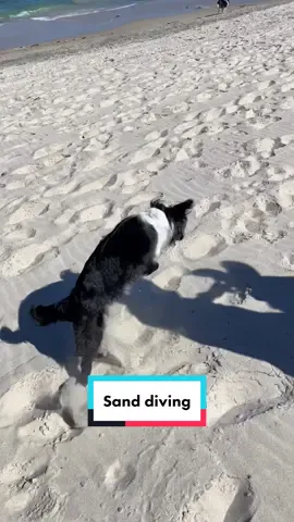 Jumping in the sand is one of her favourite hobbies 🤣  #specialneedsdog #bordercollie #bordercolliesoftiktok #bordercolliepuppy #ataxiadogs #bordercollies #fyp #foryou #doggo #doggosoftiktok #cute #foryoupage #funnydog #beach #dogbeach #puppytok 