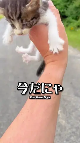 ペットは計画的に #satoshionishi  #リミックス  #コメディ #あるある #クスッと動画