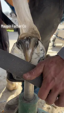 You know that frog is clean #farriersoftiktok #farrier #horse #fyp #asmr #oddlysatisfyingvideo #maupinfarrierco #horsetok #fypシ #horses #horsesoftiktok #farriersontiktok #asmrvideo 