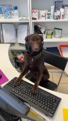 New receptionist not working out 😐   #Arkendyreklinikk #veterinarian #clinic #vetmed #vetnurseontiktok #4upage #fyp #fypage #dog #reseption 