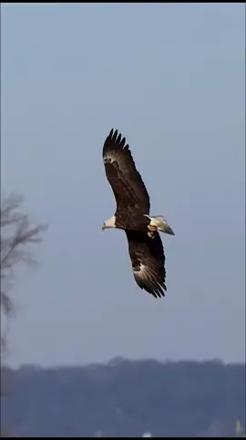 Xem chim đại bàng bắt cá #trend #trending #xuhuong #eagles #fishing