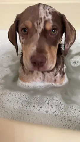Geissele enjoying his first bath at HOME 🫶🏻 #naptimetiktok #bathtok #dogsoftiktok #dogtok #sleepypuppy #sleepypup #catahoula #catahoulaleoparddog #catahoulasoftiktok 
