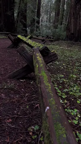 Do you like moody days in the forest? #redwoodscalifornia #california #redwoods 