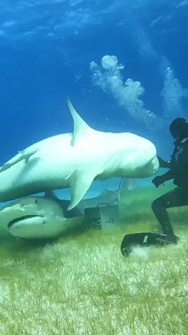 What triggers a #sharks predator mode?! Things that swim away (prey) sudden movements 💨 fresh fish 🤤 hungry bellys 🐷 This is the famous #tigershark roll 🦈 #tigersharks #sharky #🦈 #sharkweek #sharkattack #screammovie #sharkbite 