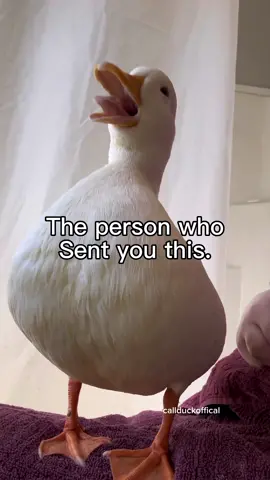 Send or tag someone to tell them.  #callduck #duck #cute #cuteanimals #birds #pet #message 