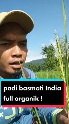 tanam padi basmati India full organik untuk nasi kebuli ! #tanam #sawah #padi #basmati #nasikebuli #tanivlog 
