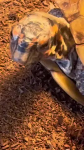 #turtles #yawns #reptile 