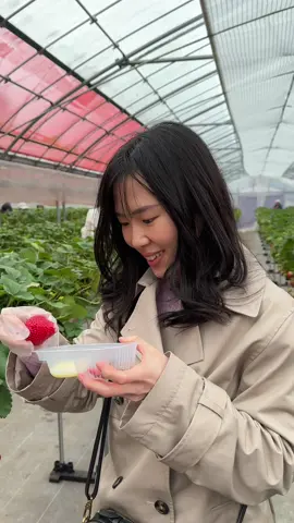 Ichigo gari🍓 Strawberry picking as many as you like! 📍Gotemba Kogen Tokinosu Farm #strawberrypicking #strawberrypicking🍓 #japanesestrawberry #ichigo #ichigogari #いちご #いちご狩り #苺 #イチゴ #イチゴ狩り #shizuoka #shizuokaprefecture #静岡 #visitjapan #explorejapan #japantravel #strawberryseason 