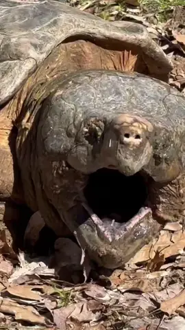 The Biggest, Baddest, Forrest Box Turtle I’ve Ever Seen!  #sasquatch #alligatorsnappingturtle #snappingturtle #boxturtle #iliketurtles  #sasquatch 