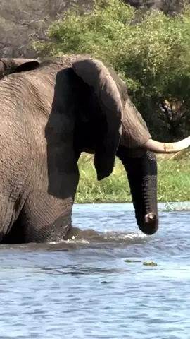 Elephants crossing a river in the Okavango Delta,Botswana #elephant #botswana #safari #animal #nature 