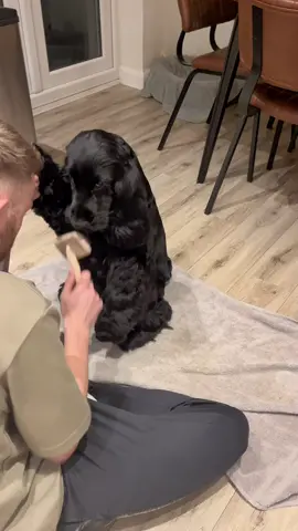 When mum videos dad grooming you instead of feeding you treats 😣 #fyp #dogsoftiktok #dog #cockerspaniel #cockerspanieltiktok #bestfriend #doglover #doggo #kermit #dogtok 