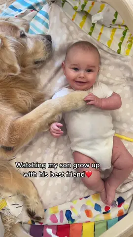 A special bond ❤️ #baby #dogsoftiktok #goldenretriever 