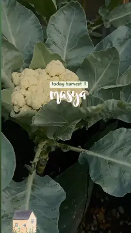 today harvesy !! cauli flowers.. 🌱#biarwaras😆 #healing #organicfood