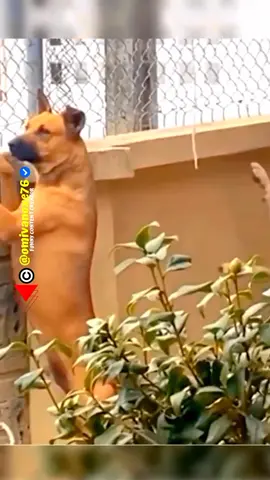 So Funny 😁😁 #funnydog #hiburan #lucu #ngakak #funnyanimalsvideos #SenuaBisaDiTikTok #onlyforlaugh #omivanoxe76 